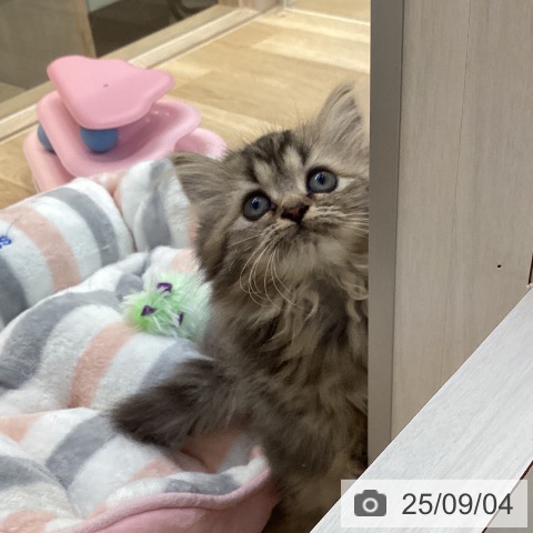 ペルシャの写真
