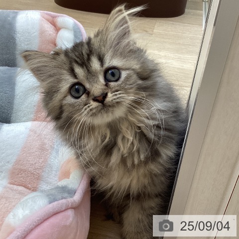 ペルシャの写真