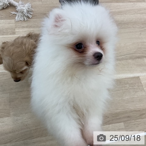 ポメラニアンの写真