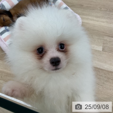 ポメラニアンの写真
