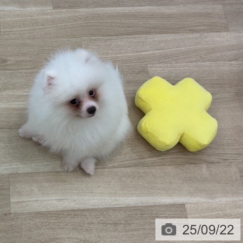 ポメラニアンの写真