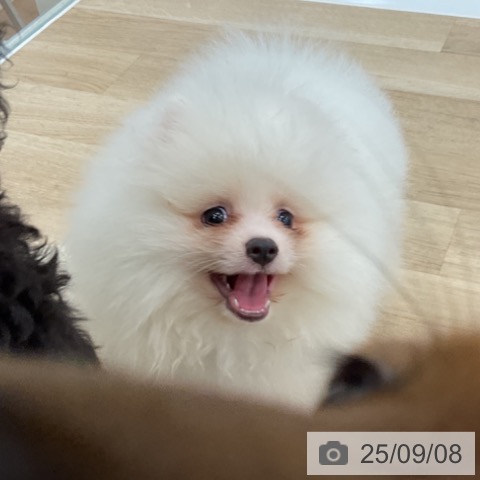 ポメラニアンの写真
