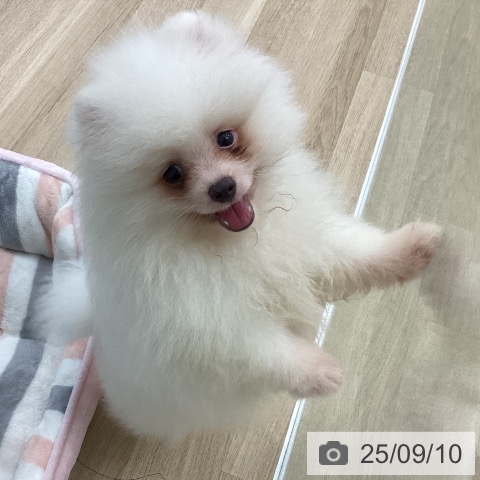 ポメラニアンの写真