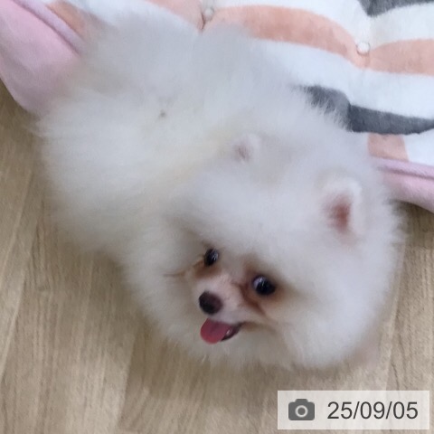 ポメラニアンの写真