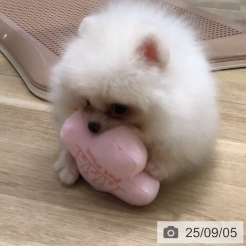 ポメラニアンの写真