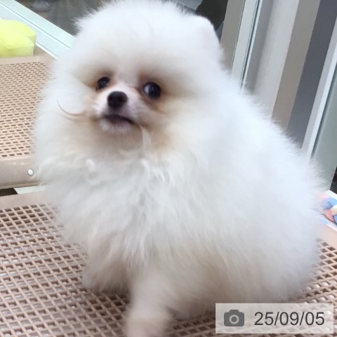 ポメラニアンの写真