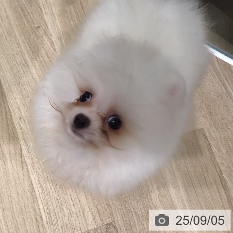 ポメラニアンの写真