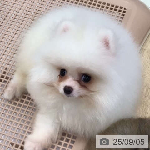 ポメラニアンの写真