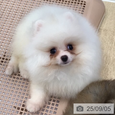 ポメラニアンの写真