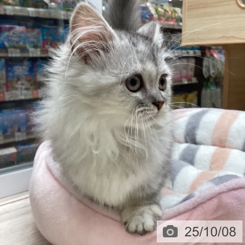 ミヌエットの写真