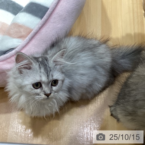 ミヌエットの写真