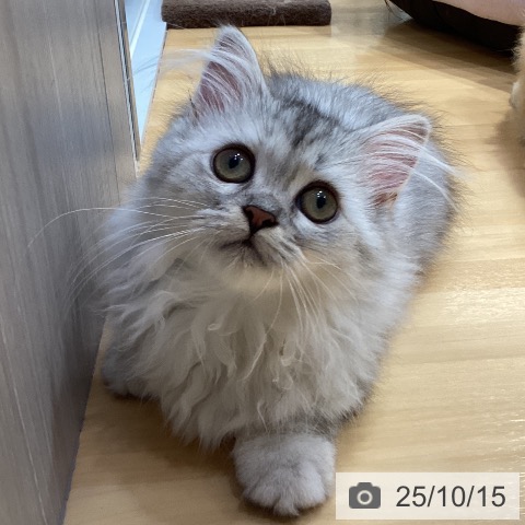ミヌエットの写真
