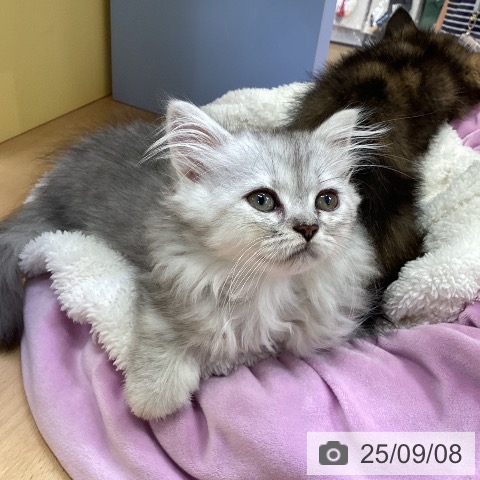 ミヌエットの写真