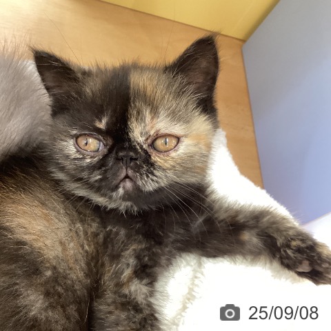 エキゾチックの写真