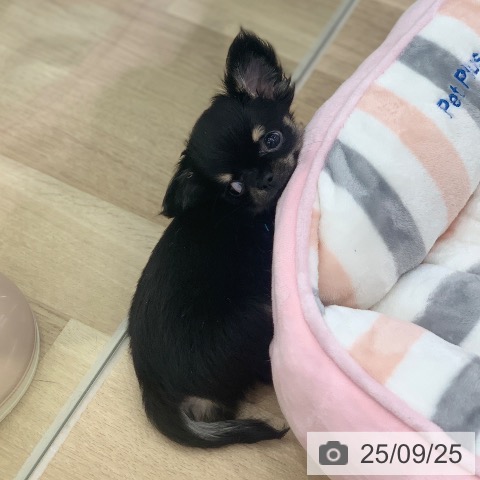 チワワの写真