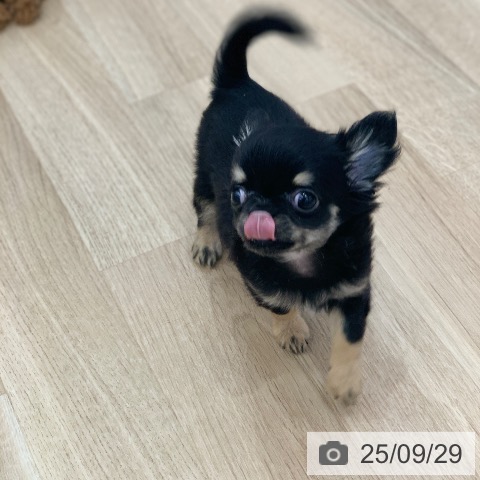 チワワの写真