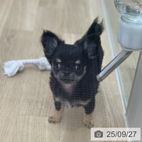 チワワの写真