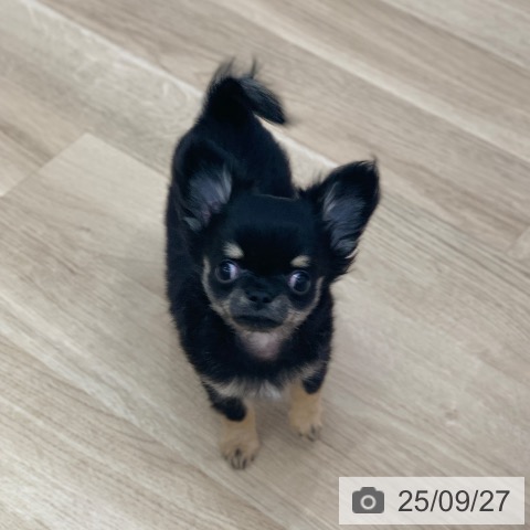 チワワの写真