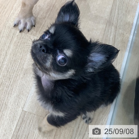 チワワの写真