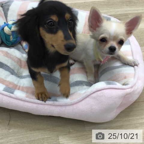 ミニチュア・ダックスフンドの写真