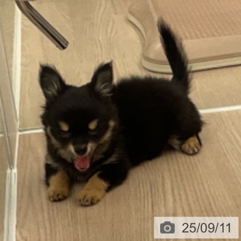 チワワの写真