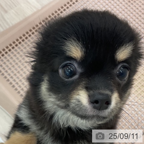 チワワの写真