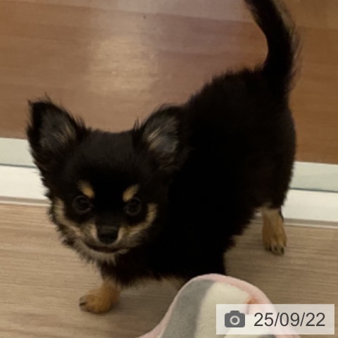 チワワの写真