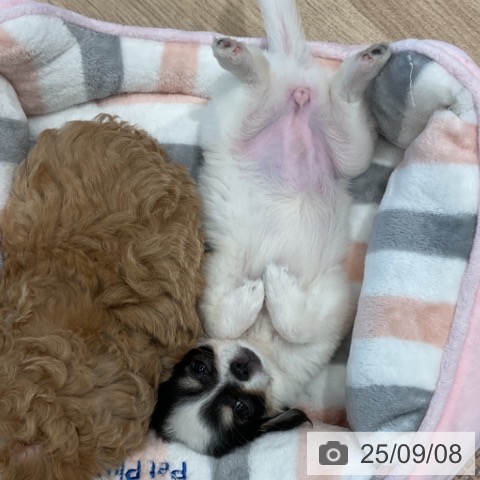 チワワの写真