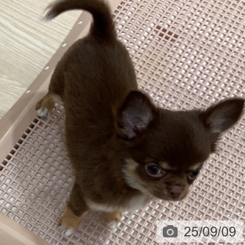 三重県のチワワ(ロング) (ペッツワン 桑名店/2025年7月4日生まれ/女の子/チョコレートタンホワイト)の子犬の4枚目の画像