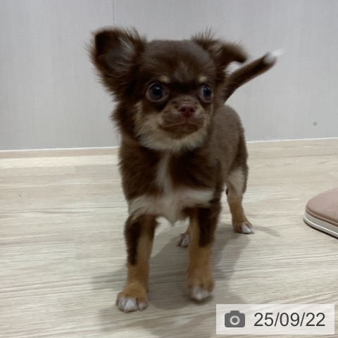 三重県のチワワ(ロング) (ペッツワン 桑名店/2025年7月4日生まれ/女の子/チョコレートタンホワイト)の子犬の3枚目の画像