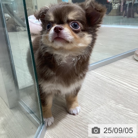 チワワの写真