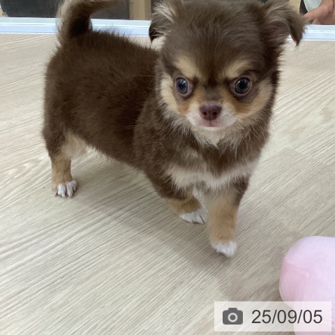 チワワの写真