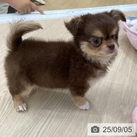 チワワの写真