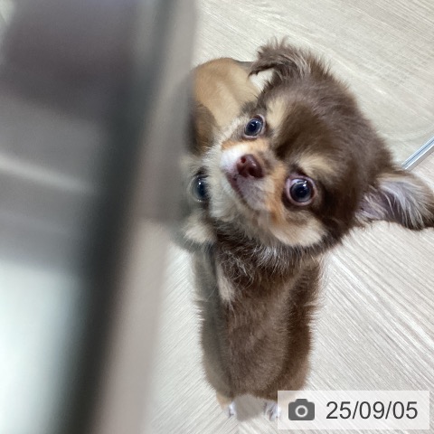 チワワの写真