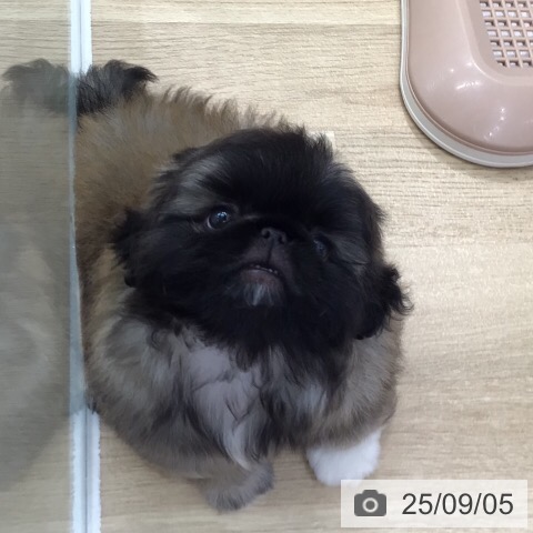 ペキニーズの写真