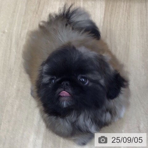 ペキニーズの写真