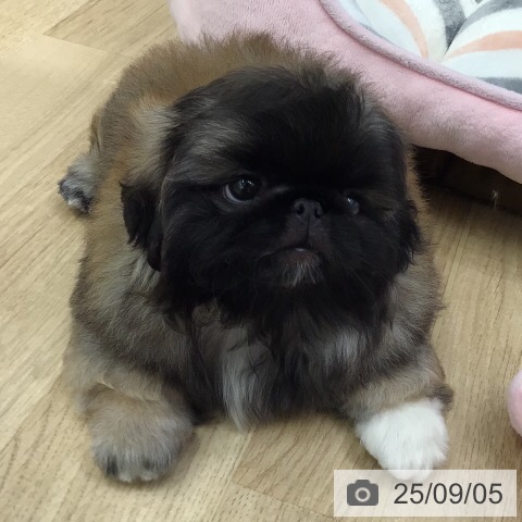 ペキニーズの写真