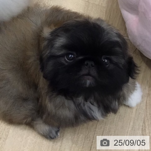 ペキニーズの写真