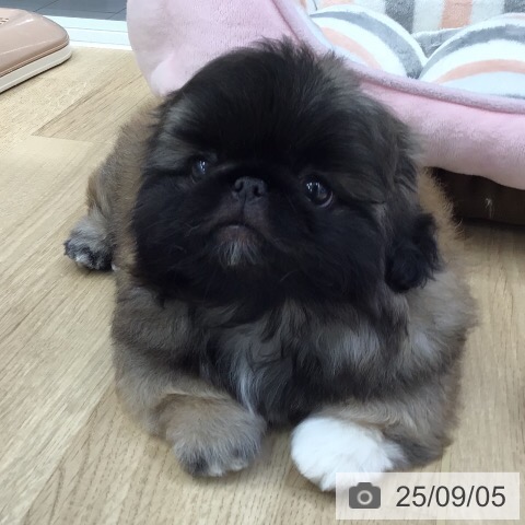 ペキニーズの写真