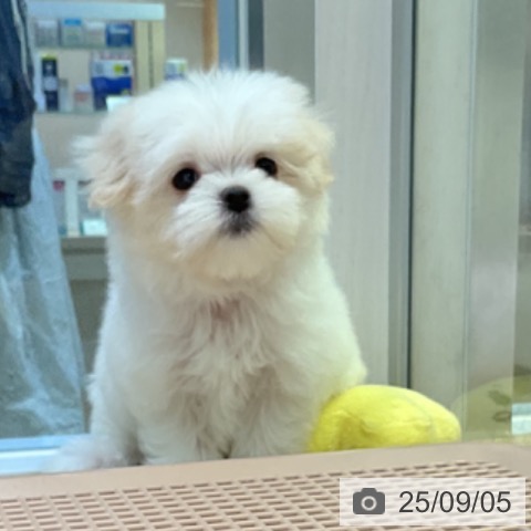 マルチーズの写真
