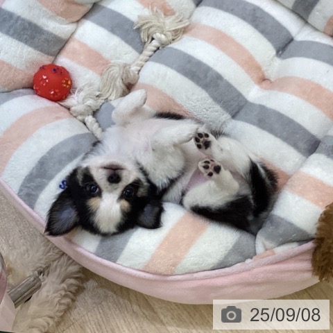 チワワの写真