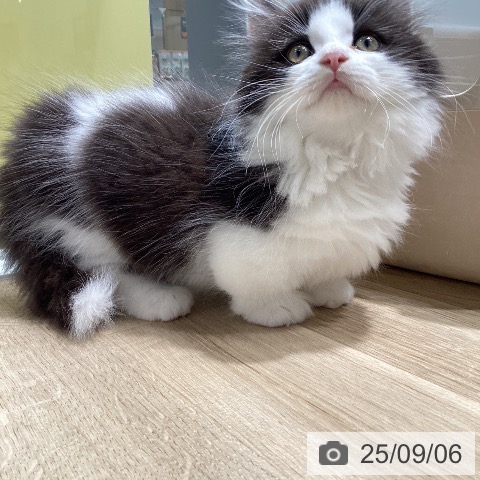 マンチカンの写真