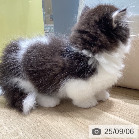 マンチカンの写真