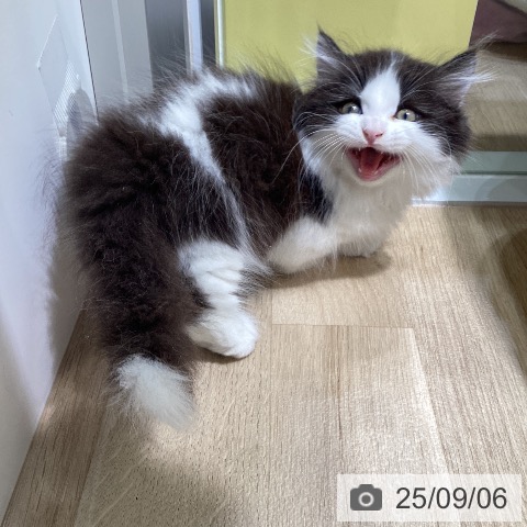 マンチカンの写真