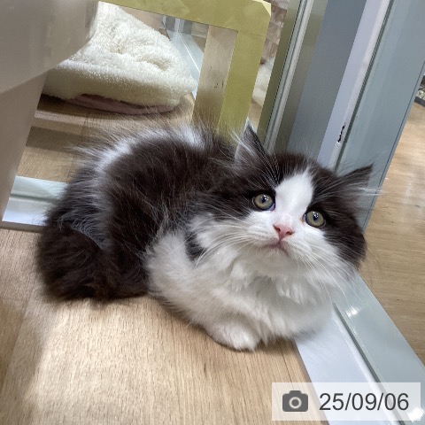 マンチカンの写真