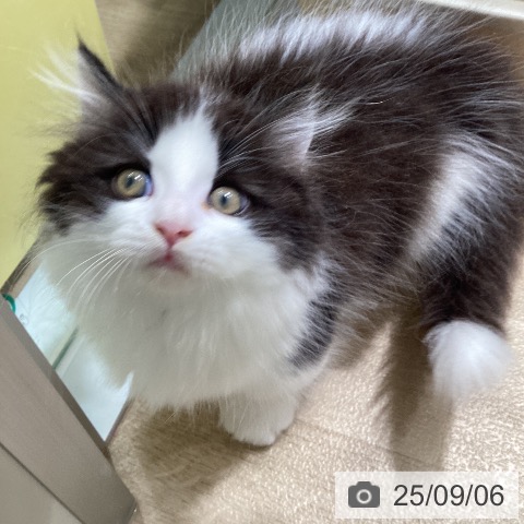 マンチカンの写真