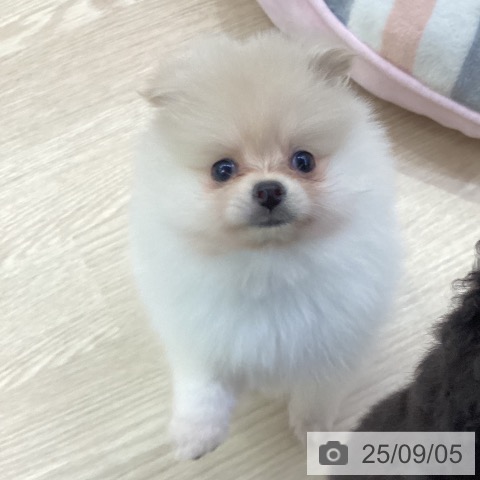 ポメラニアンの写真