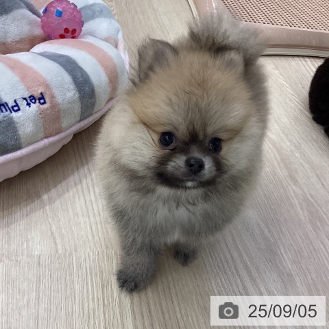 ポメラニアンの写真