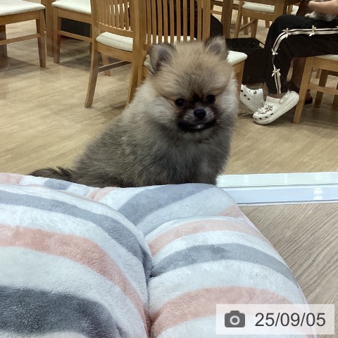 ポメラニアンの写真