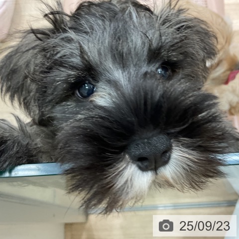 ミニチュア・シュナウザーの写真